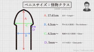 勃起 15cm